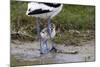 Avocet (Recurvirostra Avosetta) Chick Standing Behind Parents Legs, Texel, Netherlands, May 2009-Peltomäki-Mounted Photographic Print