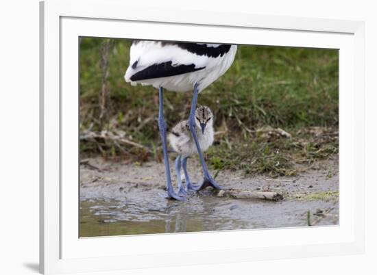 Avocet (Recurvirostra Avosetta) Chick Standing Behind Parents Legs, Texel, Netherlands, May 2009-Peltomäki-Framed Photographic Print