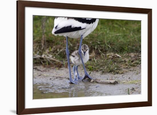 Avocet (Recurvirostra Avosetta) Chick Standing Behind Parents Legs, Texel, Netherlands, May 2009-Peltomäki-Framed Photographic Print