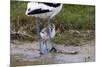 Avocet (Recurvirostra Avosetta) Chick Standing Behind Parents Legs, Texel, Netherlands, May 2009-Peltomäki-Mounted Photographic Print