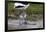 Avocet (Recurvirostra Avosetta) Chick Standing Behind Parents Legs, Texel, Netherlands, May 2009-Peltomäki-Framed Photographic Print