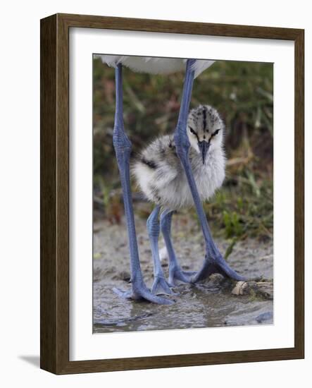 Avocet (Recurvirostra Avosetta) Chick Standing Behind Parents Legs, Texel, Netherlands, May 2009-Peltomäki-Framed Photographic Print