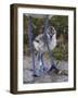 Avocet (Recurvirostra Avosetta) Chick Standing Behind Parents Legs, Texel, Netherlands, May 2009-Peltomäki-Framed Photographic Print