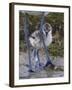 Avocet (Recurvirostra Avosetta) Chick Standing Behind Parents Legs, Texel, Netherlands, May 2009-Peltomäki-Framed Photographic Print