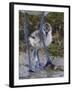 Avocet (Recurvirostra Avosetta) Chick Standing Behind Parents Legs, Texel, Netherlands, May 2009-Peltomäki-Framed Photographic Print