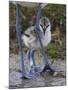 Avocet (Recurvirostra Avosetta) Chick Standing Behind Parents Legs, Texel, Netherlands, May 2009-Peltomäki-Mounted Photographic Print