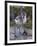 Avocet (Recurvirostra Avosetta) Chick Standing Behind Parents Legs, Texel, Netherlands, May 2009-Peltomäki-Framed Photographic Print