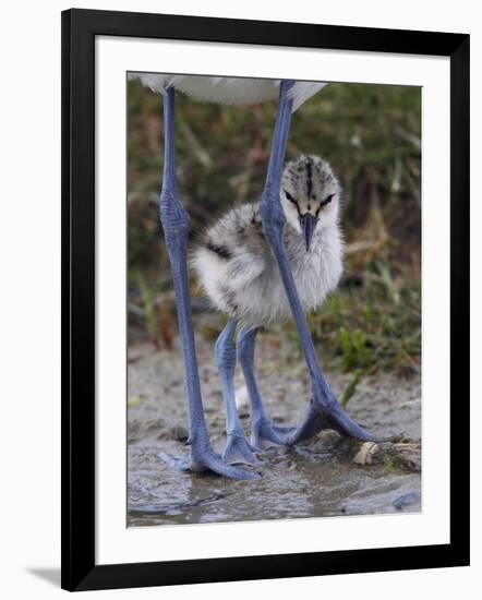 Avocet (Recurvirostra Avosetta) Chick Standing Behind Parents Legs, Texel, Netherlands, May 2009-Peltomäki-Framed Photographic Print