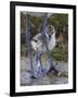 Avocet (Recurvirostra Avosetta) Chick Standing Behind Parents Legs, Texel, Netherlands, May 2009-Peltomäki-Framed Photographic Print