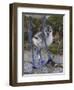 Avocet (Recurvirostra Avosetta) Chick Standing Behind Parents Legs, Texel, Netherlands, May 2009-Peltomäki-Framed Photographic Print