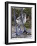 Avocet (Recurvirostra Avosetta) Chick Standing Behind Parents Legs, Texel, Netherlands, May 2009-Peltomäki-Framed Photographic Print