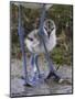 Avocet (Recurvirostra Avosetta) Chick Standing Behind Parents Legs, Texel, Netherlands, May 2009-Peltomäki-Mounted Photographic Print