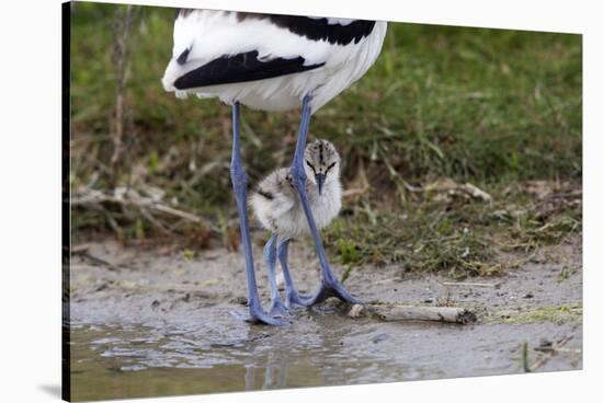 Avocet (Recurvirostra Avosetta) Chick Standing Behind Parents Legs, Texel, Netherlands, May 2009-Peltomäki-Stretched Canvas