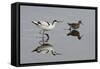 Avocet (Recurvirostra Avosetta) Feeding Along Side a Redshank (Tringa Totanus), Brownsea Island, UK-Bertie Gregory-Framed Stretched Canvas