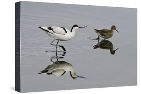 Avocet (Recurvirostra Avosetta) Feeding Along Side a Redshank (Tringa Totanus), Brownsea Island, UK-Bertie Gregory-Stretched Canvas