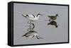 Avocet (Recurvirostra Avosetta) Feeding Along Side a Redshank (Tringa Totanus), Brownsea Island, UK-Bertie Gregory-Framed Stretched Canvas