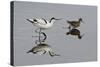 Avocet (Recurvirostra Avosetta) Feeding Along Side a Redshank (Tringa Totanus), Brownsea Island, UK-Bertie Gregory-Stretched Canvas