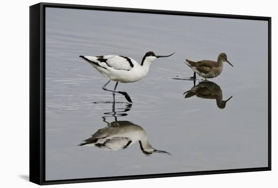 Avocet (Recurvirostra Avosetta) Feeding Along Side a Redshank (Tringa Totanus), Brownsea Island, UK-Bertie Gregory-Framed Stretched Canvas