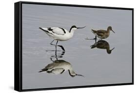 Avocet (Recurvirostra Avosetta) Feeding Along Side a Redshank (Tringa Totanus), Brownsea Island, UK-Bertie Gregory-Framed Stretched Canvas