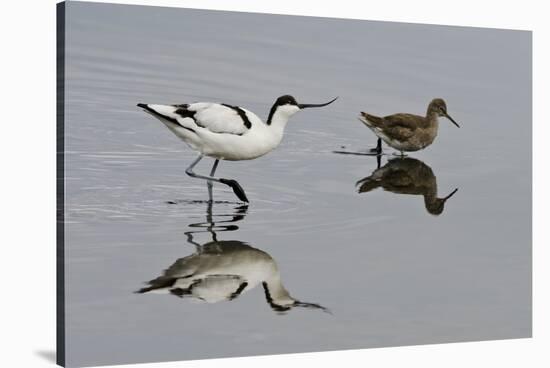 Avocet (Recurvirostra Avosetta) Feeding Along Side a Redshank (Tringa Totanus), Brownsea Island, UK-Bertie Gregory-Stretched Canvas