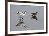 Avocet (Recurvirostra Avosetta) Feeding Along Side a Redshank (Tringa Totanus), Brownsea Island, UK-Bertie Gregory-Framed Photographic Print