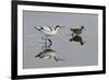 Avocet (Recurvirostra Avosetta) Feeding Along Side a Redshank (Tringa Totanus), Brownsea Island, UK-Bertie Gregory-Framed Photographic Print