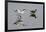 Avocet (Recurvirostra Avosetta) Feeding Along Side a Redshank (Tringa Totanus), Brownsea Island, UK-Bertie Gregory-Framed Photographic Print