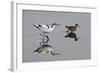 Avocet (Recurvirostra Avosetta) Feeding Along Side a Redshank (Tringa Totanus), Brownsea Island, UK-Bertie Gregory-Framed Photographic Print