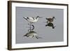 Avocet (Recurvirostra Avosetta) Feeding Along Side a Redshank (Tringa Totanus), Brownsea Island, UK-Bertie Gregory-Framed Photographic Print