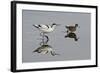 Avocet (Recurvirostra Avosetta) Feeding Along Side a Redshank (Tringa Totanus), Brownsea Island, UK-Bertie Gregory-Framed Photographic Print