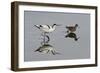 Avocet (Recurvirostra Avosetta) Feeding Along Side a Redshank (Tringa Totanus), Brownsea Island, UK-Bertie Gregory-Framed Photographic Print