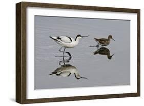 Avocet (Recurvirostra Avosetta) Feeding Along Side a Redshank (Tringa Totanus), Brownsea Island, UK-Bertie Gregory-Framed Photographic Print