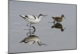 Avocet (Recurvirostra Avosetta) Feeding Along Side a Redshank (Tringa Totanus), Brownsea Island, UK-Bertie Gregory-Mounted Photographic Print