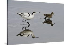 Avocet (Recurvirostra Avosetta) Feeding Along Side a Redshank (Tringa Totanus), Brownsea Island, UK-Bertie Gregory-Stretched Canvas