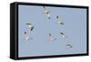 Avocet (Recurvirostra Avosetta) Flock in Flight, Elmley Marshes, Rspb, Isle of Sheppey, UK-Terry Whittaker-Framed Stretched Canvas