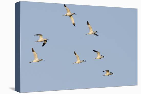 Avocet (Recurvirostra Avosetta) Flock in Flight, Elmley Marshes, Rspb, Isle of Sheppey, UK-Terry Whittaker-Stretched Canvas