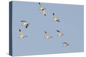 Avocet (Recurvirostra Avosetta) Flock in Flight, Elmley Marshes, Rspb, Isle of Sheppey, UK-Terry Whittaker-Stretched Canvas