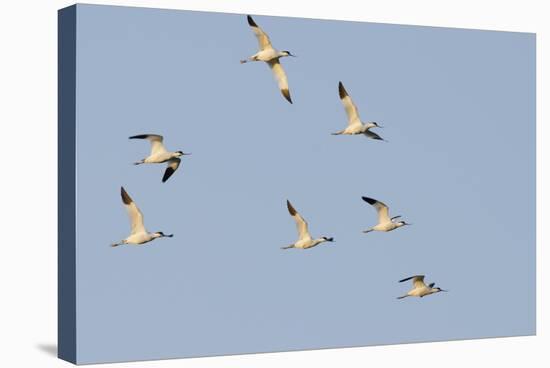 Avocet (Recurvirostra Avosetta) Flock in Flight, Elmley Marshes, Rspb, Isle of Sheppey, UK-Terry Whittaker-Stretched Canvas