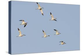 Avocet (Recurvirostra Avosetta) Flock in Flight, Elmley Marshes, Rspb, Isle of Sheppey, UK-Terry Whittaker-Stretched Canvas