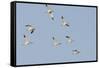 Avocet (Recurvirostra Avosetta) Flock in Flight, Elmley Marshes, Rspb, Isle of Sheppey, UK-Terry Whittaker-Framed Stretched Canvas