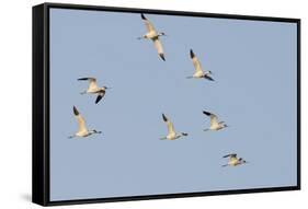 Avocet (Recurvirostra Avosetta) Flock in Flight, Elmley Marshes, Rspb, Isle of Sheppey, UK-Terry Whittaker-Framed Stretched Canvas