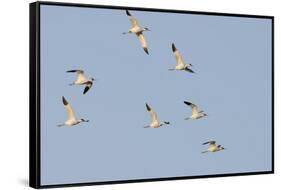 Avocet (Recurvirostra Avosetta) Flock in Flight, Elmley Marshes, Rspb, Isle of Sheppey, UK-Terry Whittaker-Framed Stretched Canvas