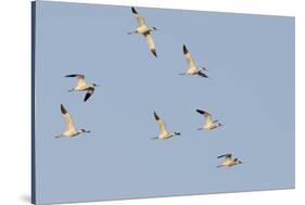 Avocet (Recurvirostra Avosetta) Flock in Flight, Elmley Marshes, Rspb, Isle of Sheppey, UK-Terry Whittaker-Stretched Canvas