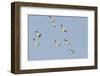 Avocet (Recurvirostra Avosetta) Flock in Flight, Elmley Marshes, Rspb, Isle of Sheppey, UK-Terry Whittaker-Framed Premium Photographic Print