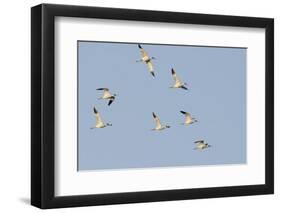 Avocet (Recurvirostra Avosetta) Flock in Flight, Elmley Marshes, Rspb, Isle of Sheppey, UK-Terry Whittaker-Framed Premium Photographic Print