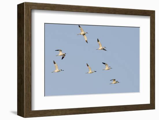 Avocet (Recurvirostra Avosetta) Flock in Flight, Elmley Marshes, Rspb, Isle of Sheppey, UK-Terry Whittaker-Framed Photographic Print