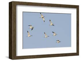 Avocet (Recurvirostra Avosetta) Flock in Flight, Elmley Marshes, Rspb, Isle of Sheppey, UK-Terry Whittaker-Framed Photographic Print