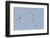 Avocet (Recurvirostra Avosetta) Flock in Flight, Elmley Marshes, Rspb, Isle of Sheppey, UK-Terry Whittaker-Framed Photographic Print