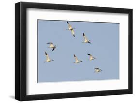 Avocet (Recurvirostra Avosetta) Flock in Flight, Elmley Marshes, Rspb, Isle of Sheppey, UK-Terry Whittaker-Framed Photographic Print