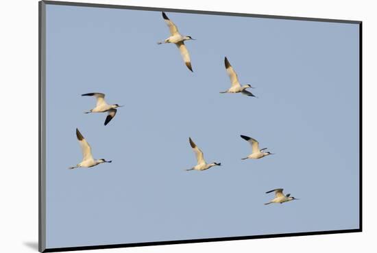 Avocet (Recurvirostra Avosetta) Flock in Flight, Elmley Marshes, Rspb, Isle of Sheppey, UK-Terry Whittaker-Mounted Photographic Print